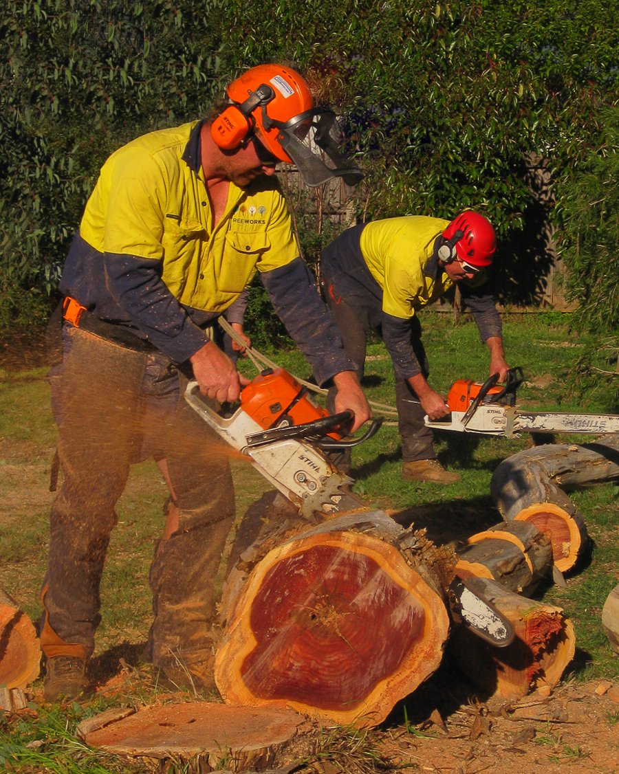 men cut and remove tree with chainsaws