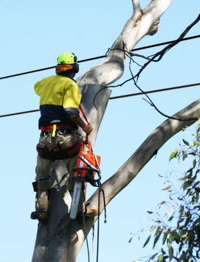 tree being cleared from power lines by arborist