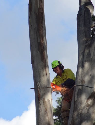 tree surgeon hangs from tree cutting with chainsaw