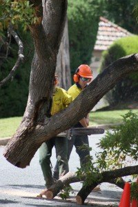 tree in air being removed