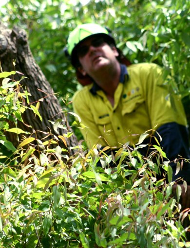 green tree being risk assessed by arborist