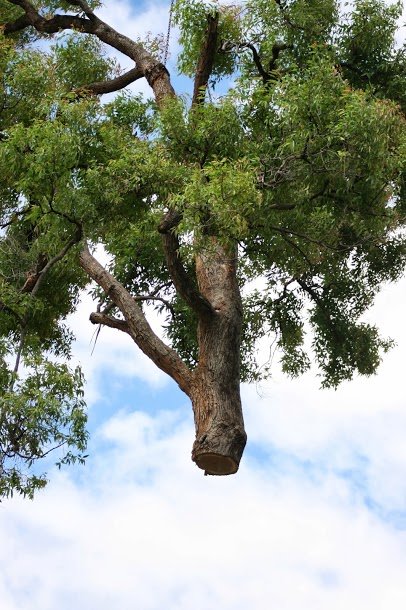 Tree in air removed by crane in yarralumla