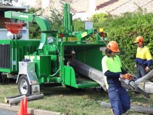 Cut tree being fed into wood chipper