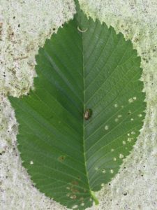 Elm Leaf Beetle Damage