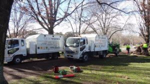 TreeWorks trucks removing trees