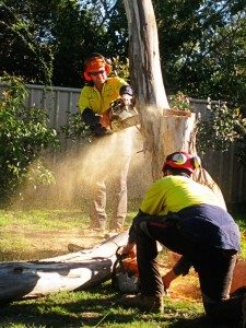 Tree surgeons cut and remove tree with chainsaws