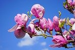 magnolia-324301_150
