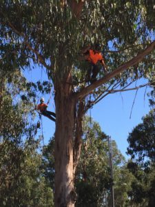 Arborist in tree pruning branches