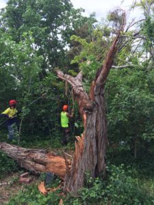 Tree being cut by arborists