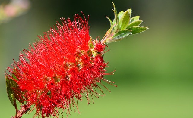 callistemon