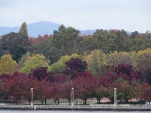 Red and green trees lining waterfront in canberra