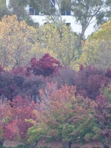 Red and yellow leaf trees in Autumn Canberra