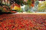 Red tree leaves covering the ground