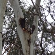 large black hole in tree