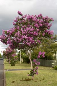 Purple flowering tree in Summer