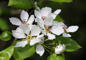 White flowers