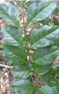 Hedge plant