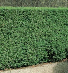 Hedge plant