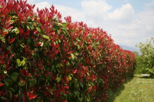 Fast hedge plant