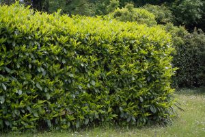 Great hedge plants