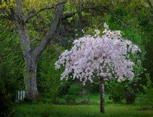 Weeping Cherry tree