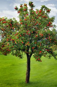 apple tree in canberra