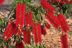 Bottlebrush