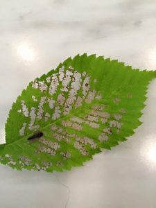 Elm leaf beetle damage