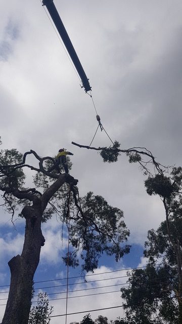 Tree Removal