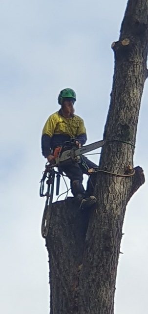 Tree Removal