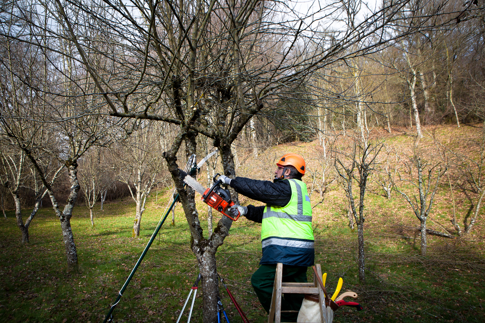 Professional,Man,With,Chainsaw,Pruning,In,Winter