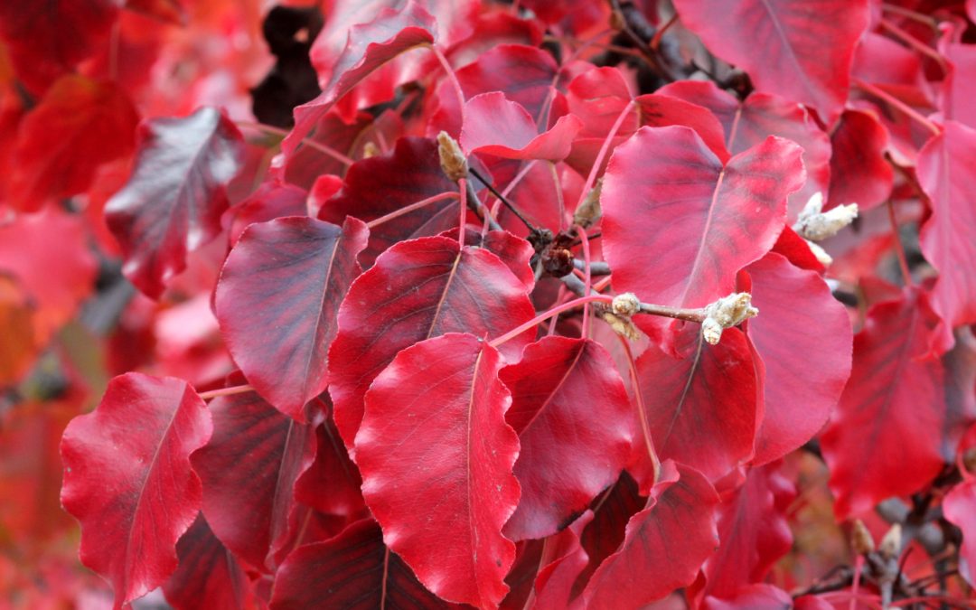 Autumn,Colors,Of,Callery,Pear,,Pyrus,Calleryana,Golden,Blaze,,Which