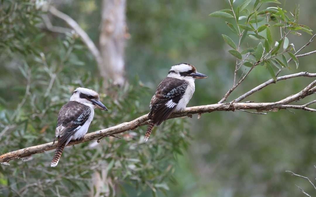 Laughing,Kookaburra,(dacelo,Novaeguineae),Queensland,,,Australia