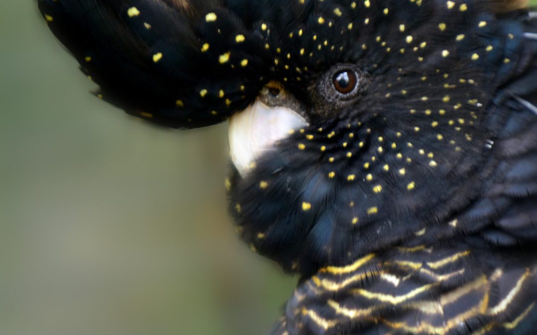 Rare,Red-tailed,Black,Cockatoo,(calyptorhynchus,Banksii),Female,In,Queensland,,Australia.it