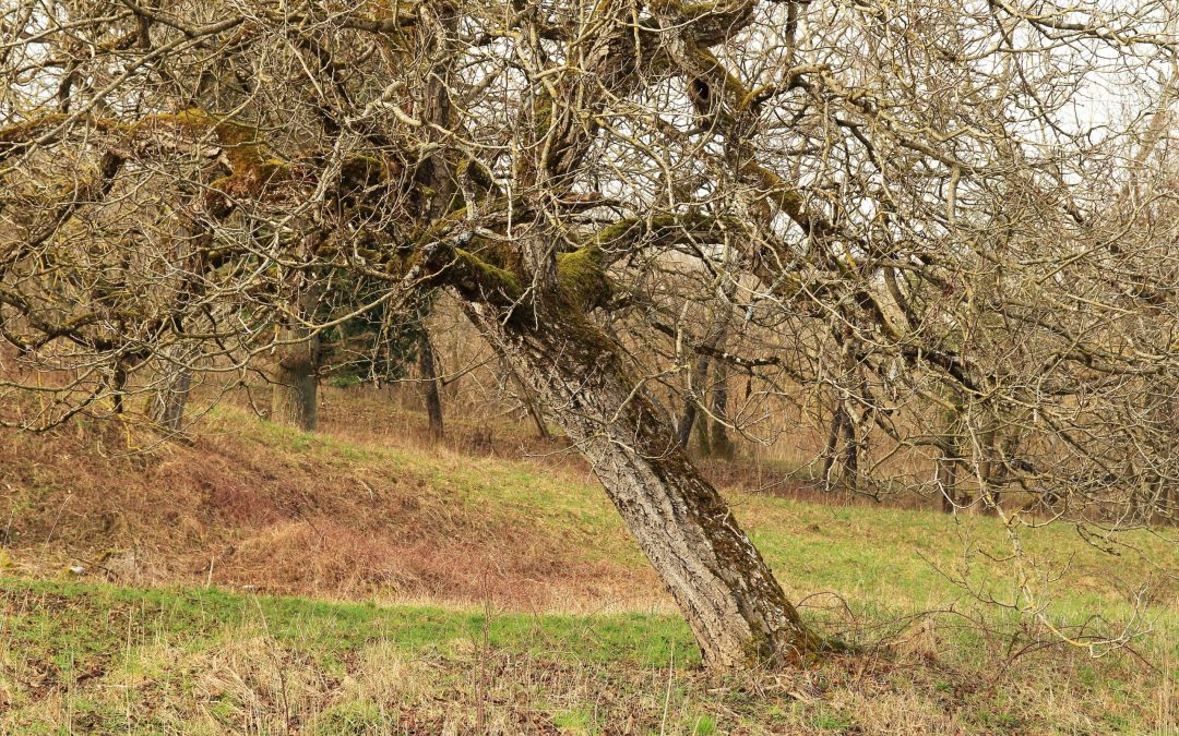 Crooked,Old,Fruit,Tree.,Leaning,Tree,On,Meadow,Countryside.