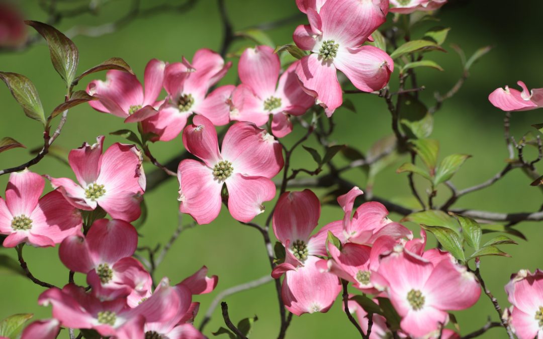 Cornus,Florida,Rubra,Tree,With,Pink,Flowers.