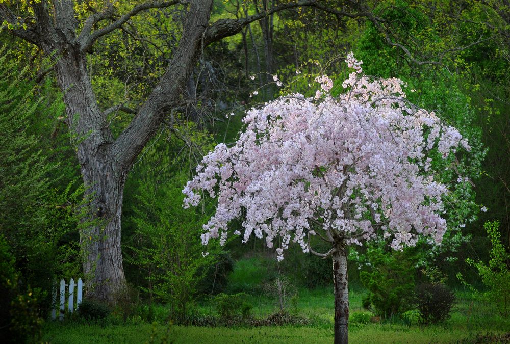 Weeping Cherry tree